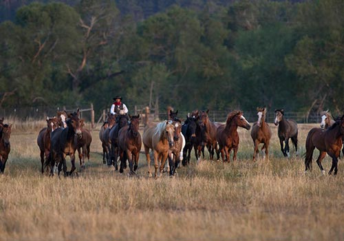 Featured Ranch Image for Circle Bar Guest Ranch
