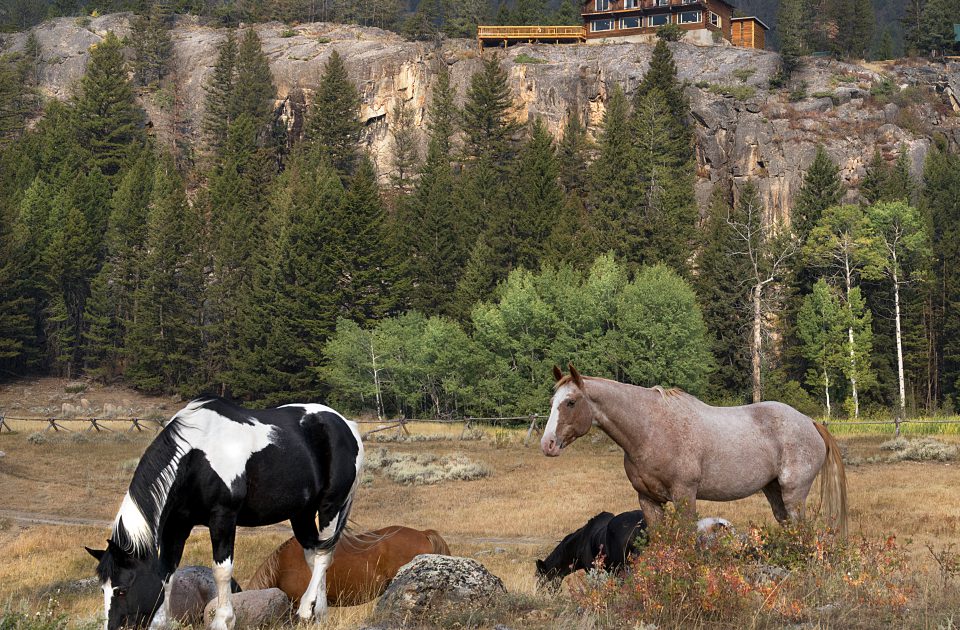 Horses are a part of the Hawley Mountain Family