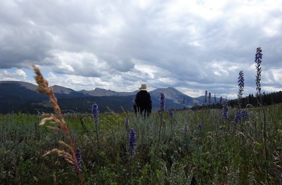 Montana Wildflowers | Elkhorn Ranch