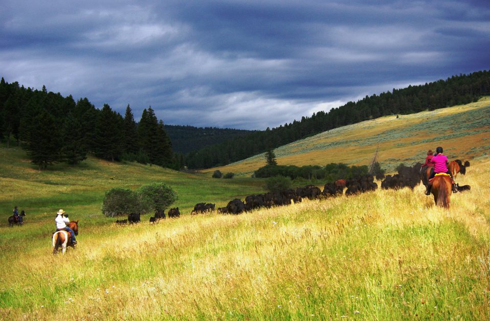 Working Cattle on the Bonanza Creek Guest Ranch