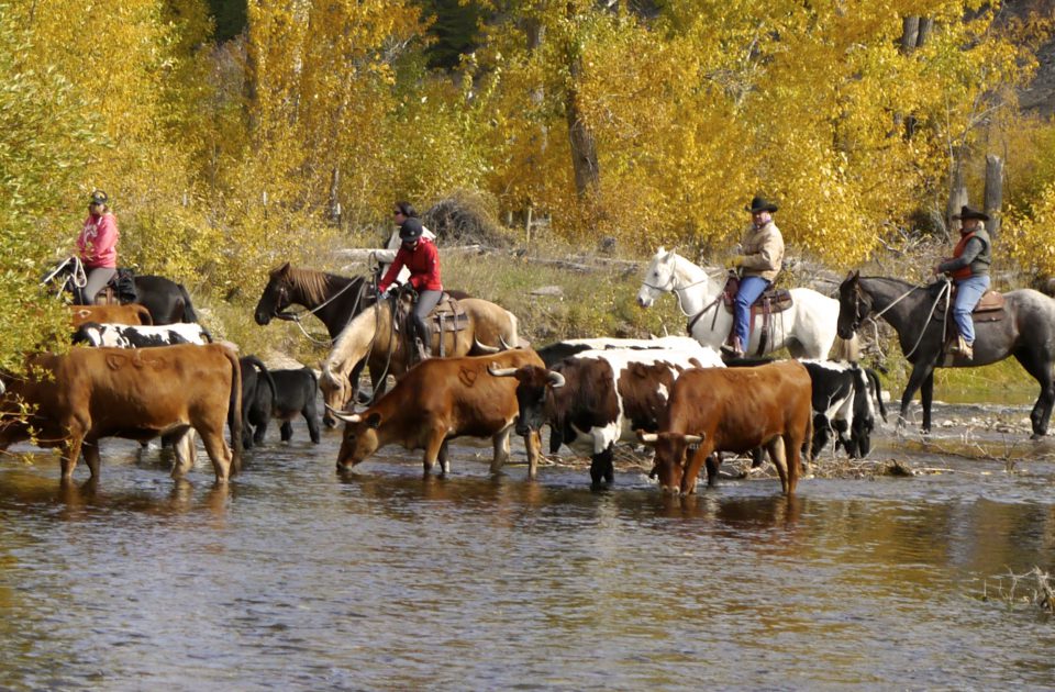 Working Cattle on the Rocking Z Guest Ranch