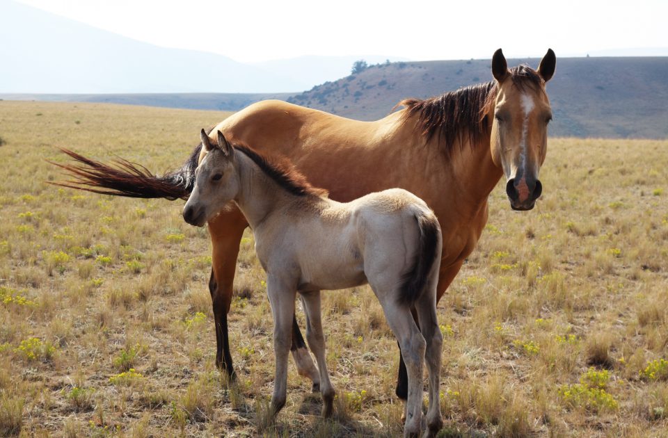 Mare and foal at Dryhead Ranch in Lovell, Wyoming