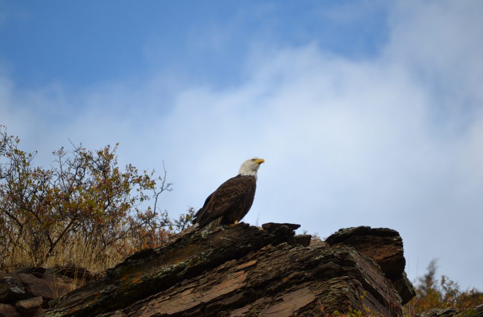 Watchable wildlife at the Rocking Z Ranch includes Bald Eagles