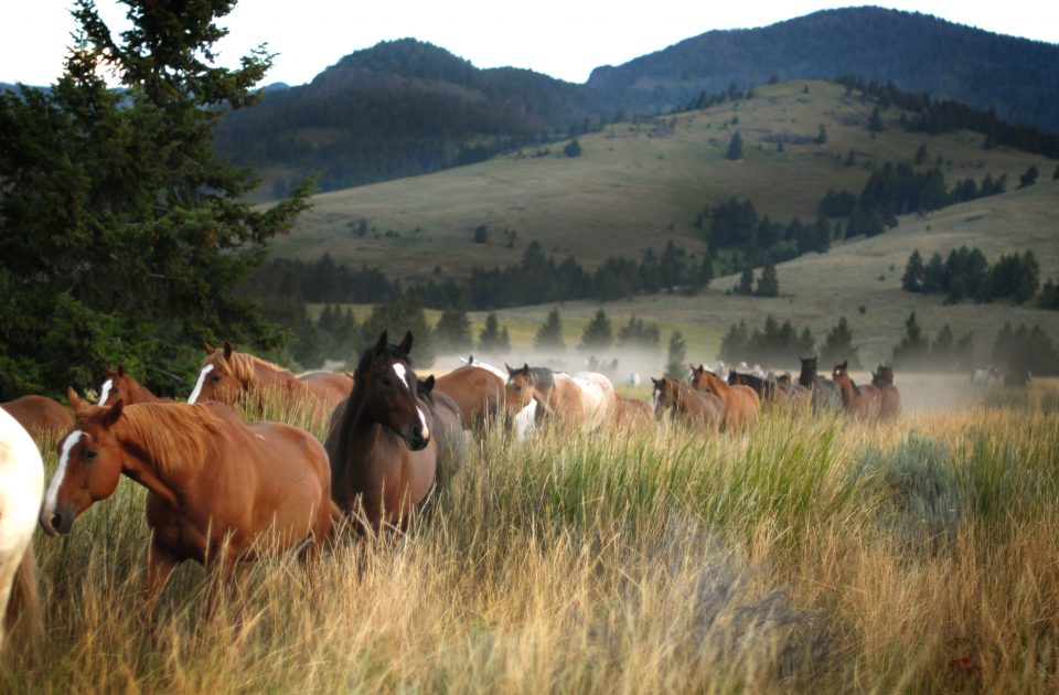 Life on a Montana Dude Ranch | Emigrant, MT