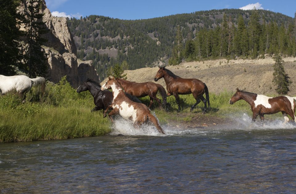 Our herd | Covered Wagon Dude Ranch