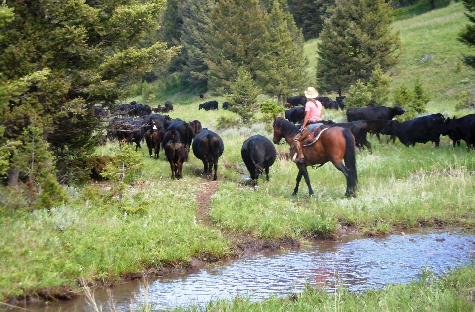 Vacation at a working cattle ranch in Montana