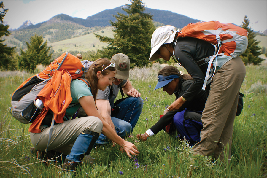 Learning to identify Montana's Wildflowers with a Naturalist