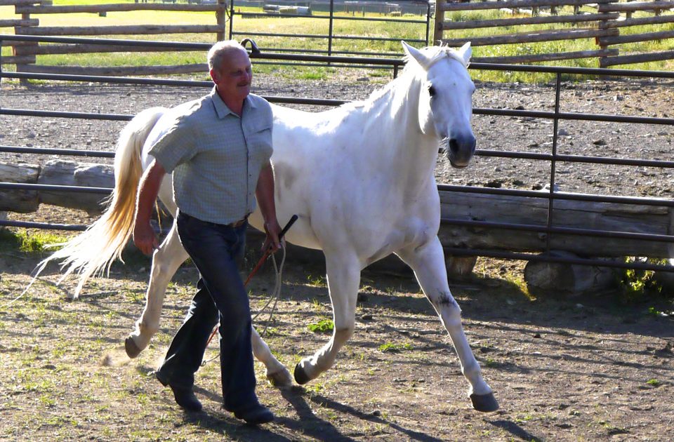 Natural Horsemanship is the specialty of the Rocking Z Ranch