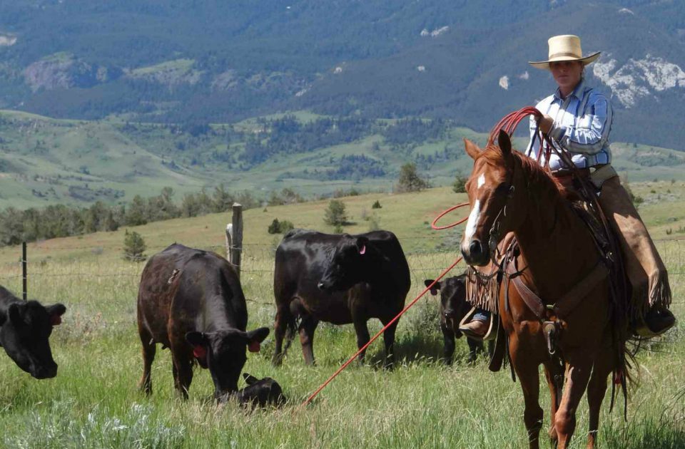 Working Cattle as part of a dude ranch vacation