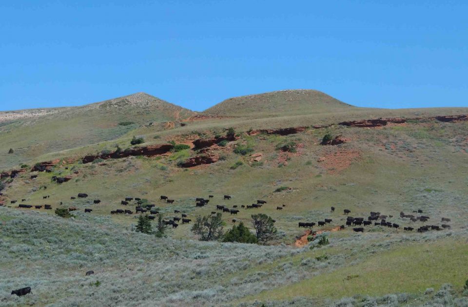 Cattle on the Dryhead Ranch