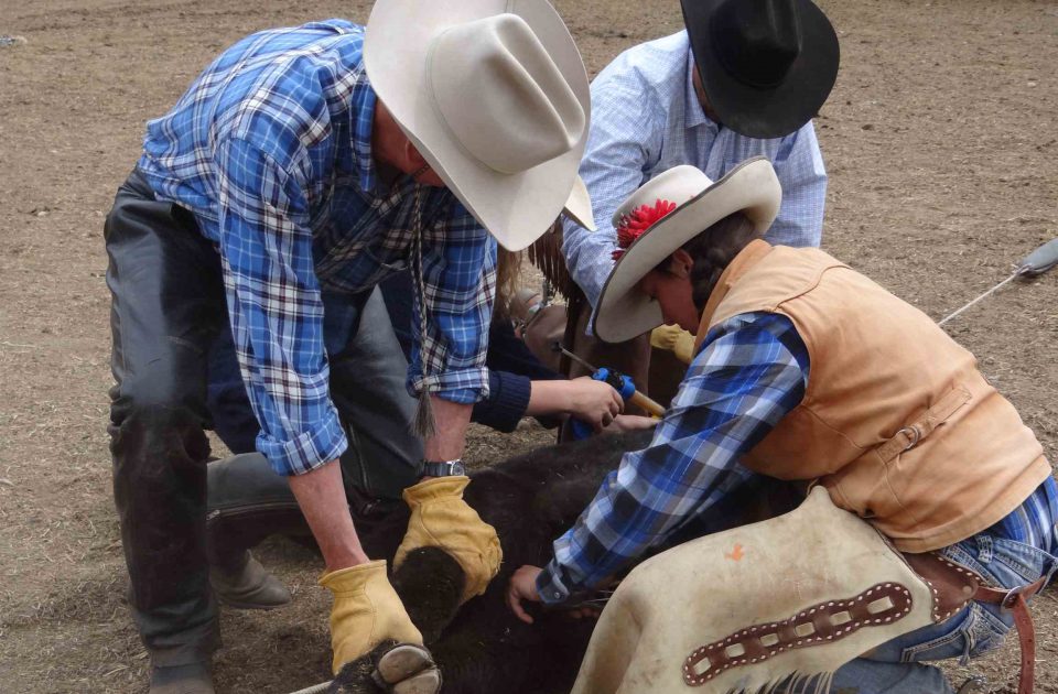 Get an upclose look at daily life on a cattle ranch