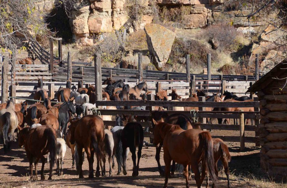 Meet the horses of Dryhead Guest Ranch