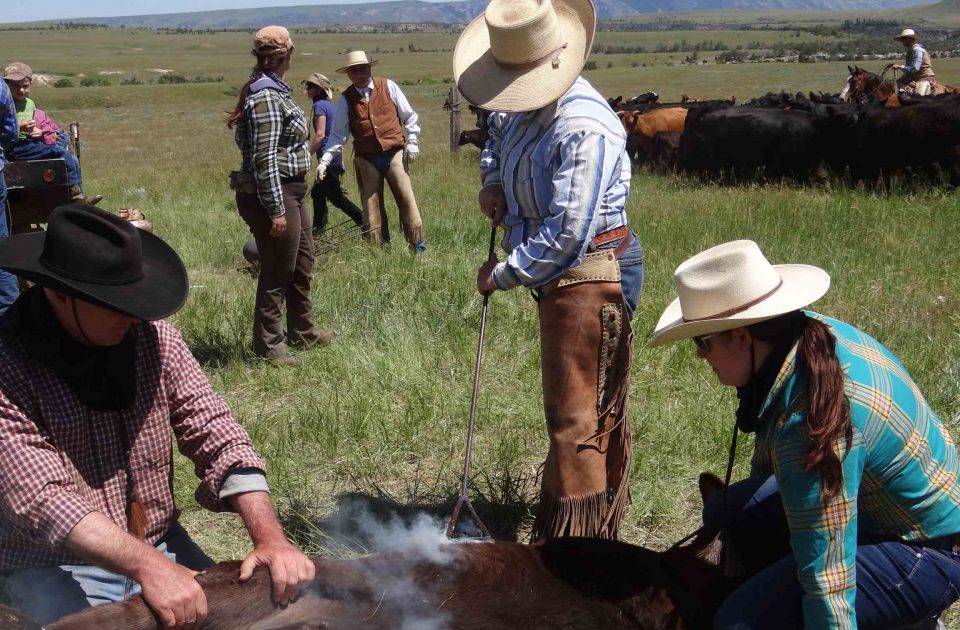 Cattle on the Dryhead Ranch