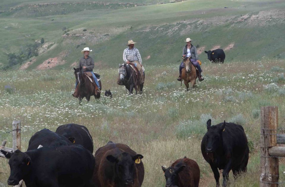 Working cattle isn't all work, enjoy your ride and conversations among friends