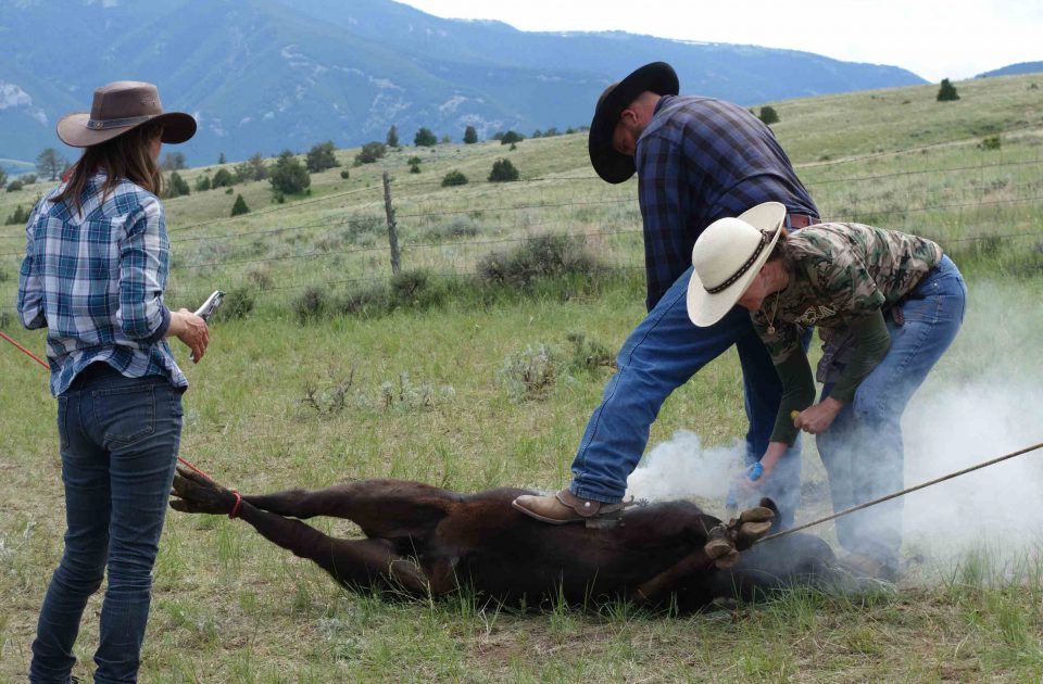 Branding is a core responsibility on the Dryhead Ranch