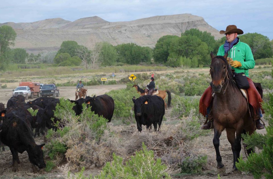 Just another day of working cattle at Dryhead Ranch