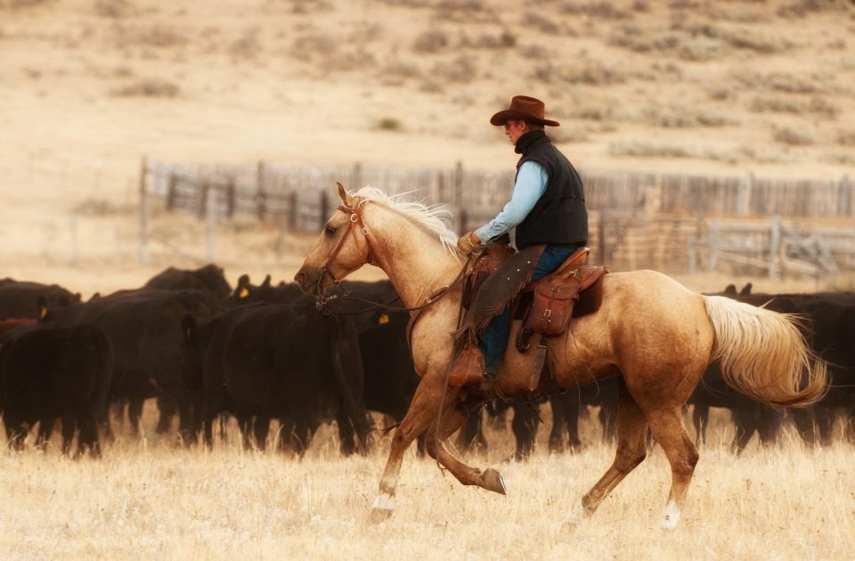 Working Cattle is just part of the job