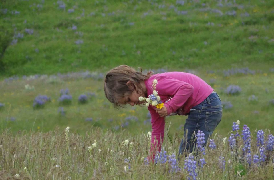 Field of Wildflowers on Dryhead Ranch