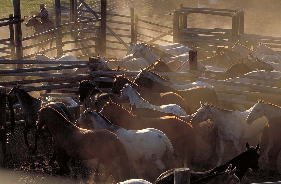 Our Horses | Nine Quarter Circle Ranch