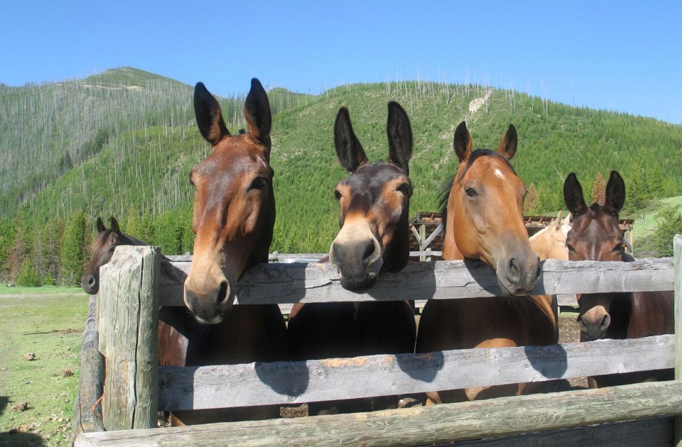 Meet the herd at Rich's Montana Guest Ranch