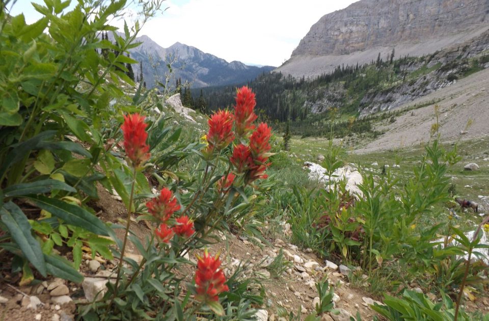 Scenic Montana Wildflowers | Indian Paintbrush