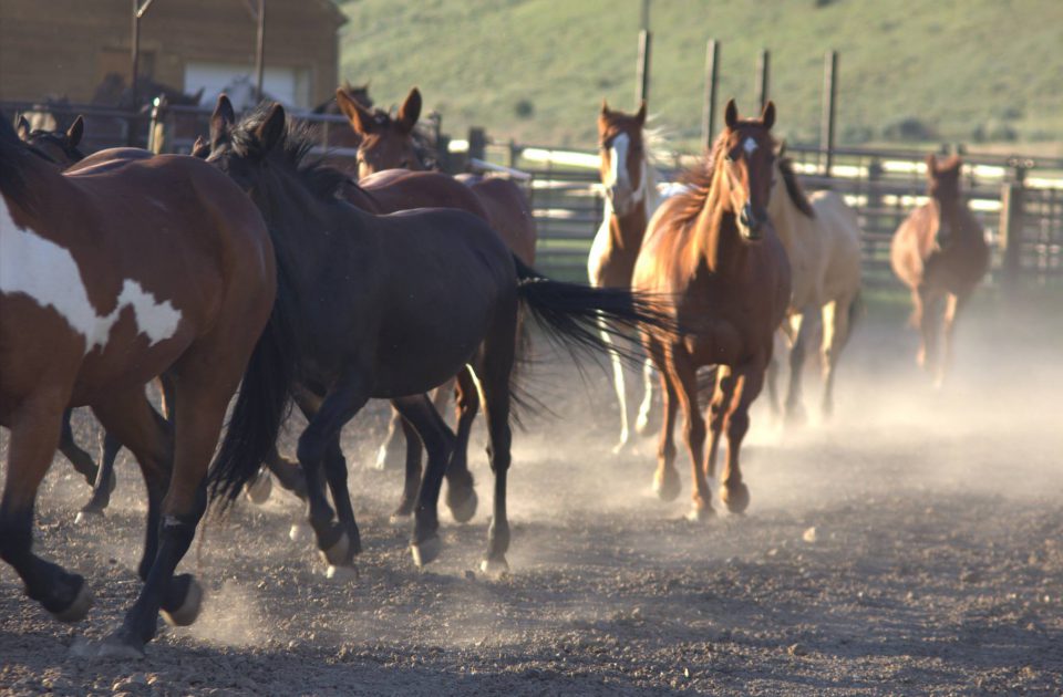 Authentic Dude Ranch Vacations | Upper Canyon Outfitters