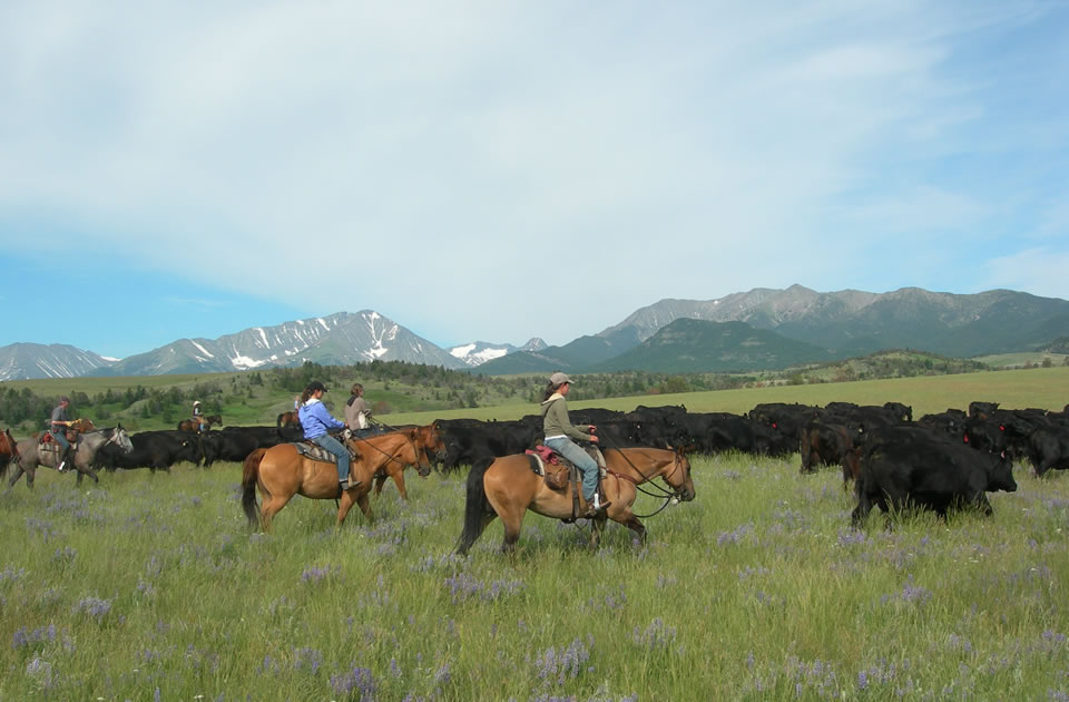 Sweet Grass Ranch Cattle Drive