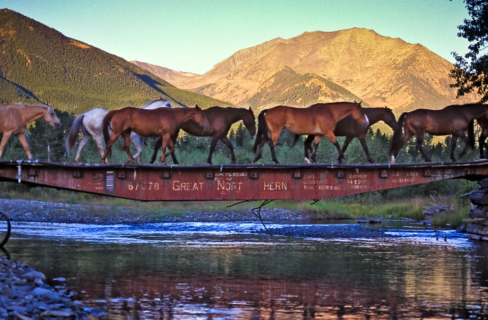 Sweet Grass Ranch Horses on Bridge