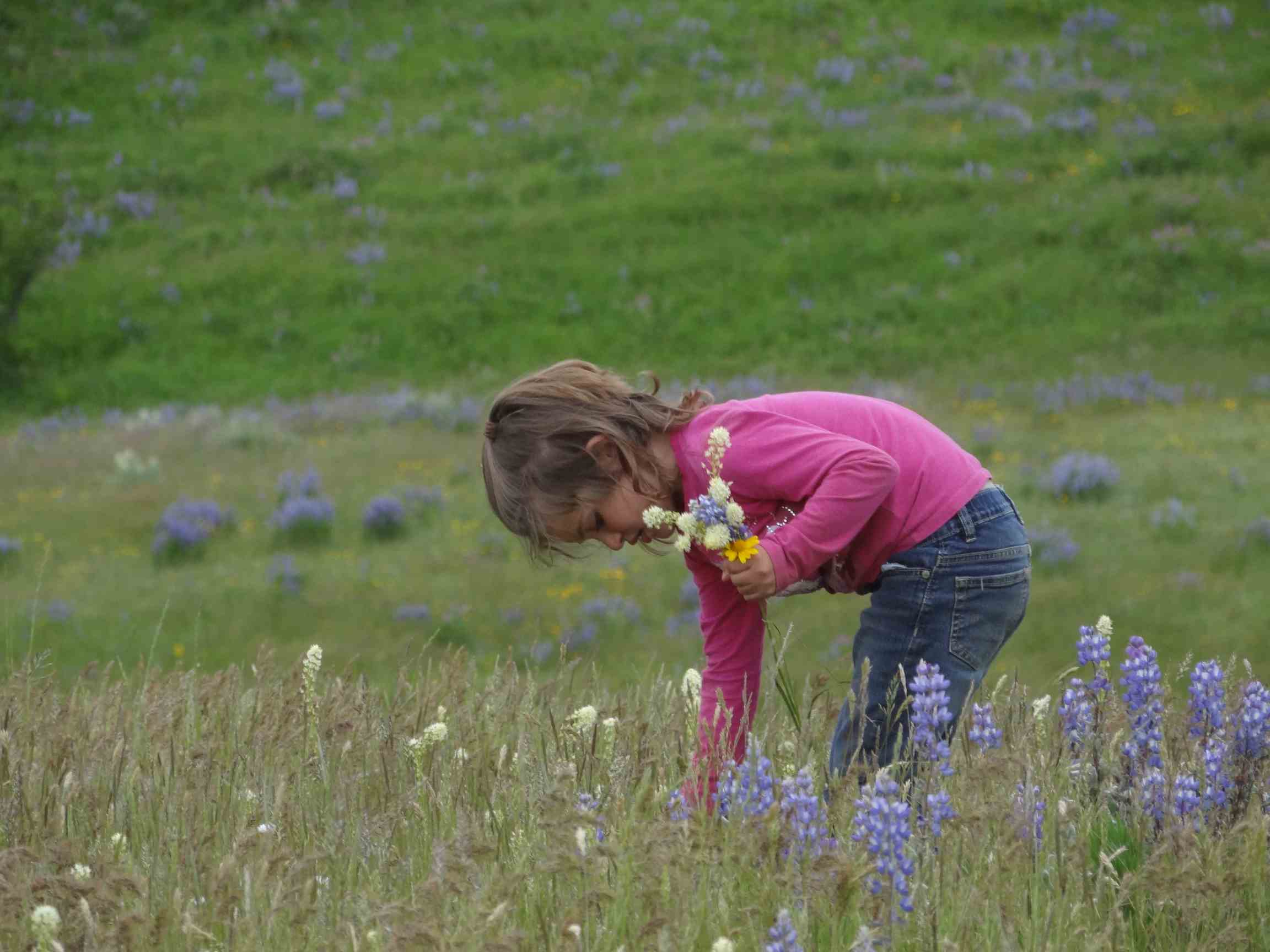 Spring brings fields of breathtaking wildflowers to Montana's landscape.