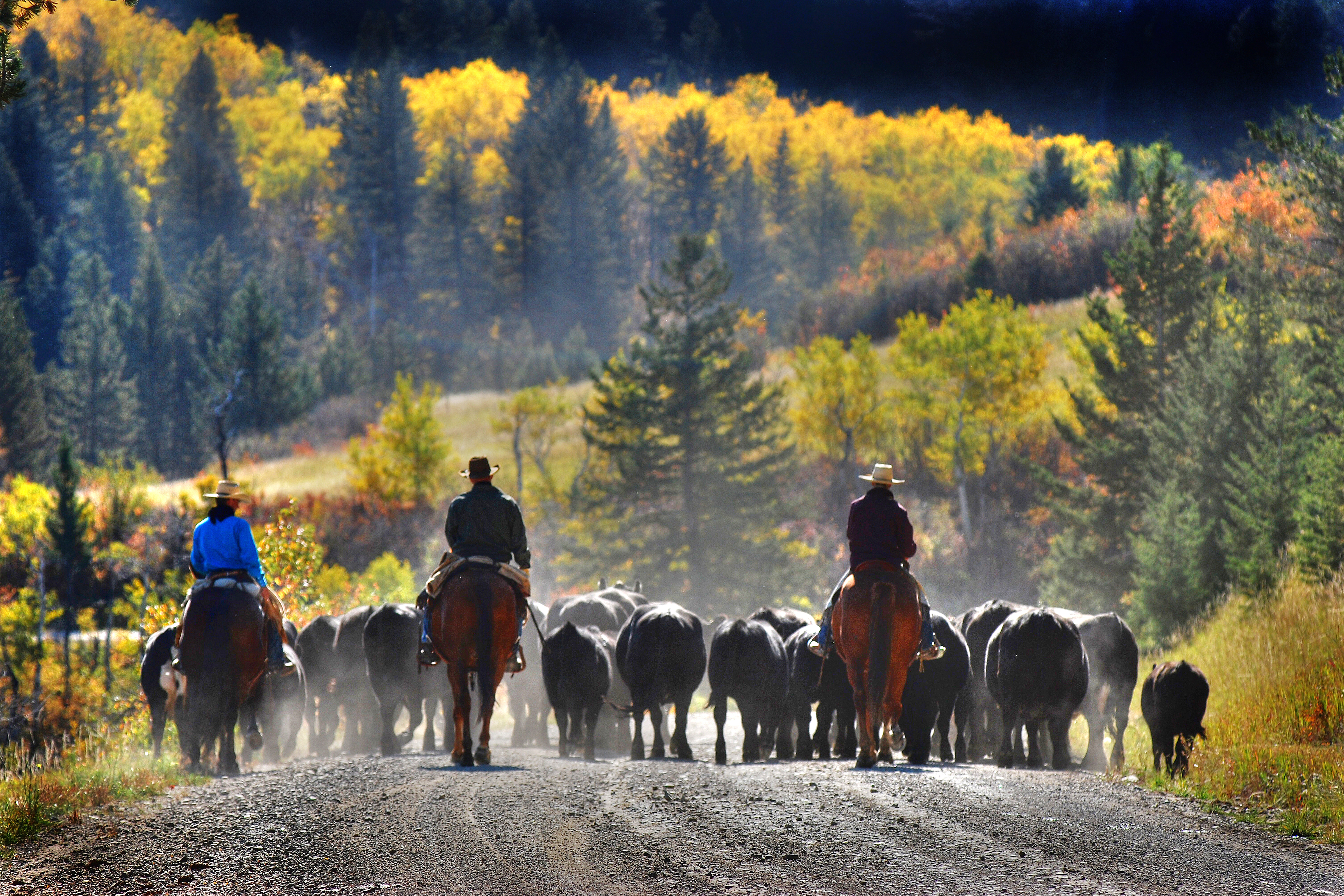 How will you "ing" your thing in Montana?