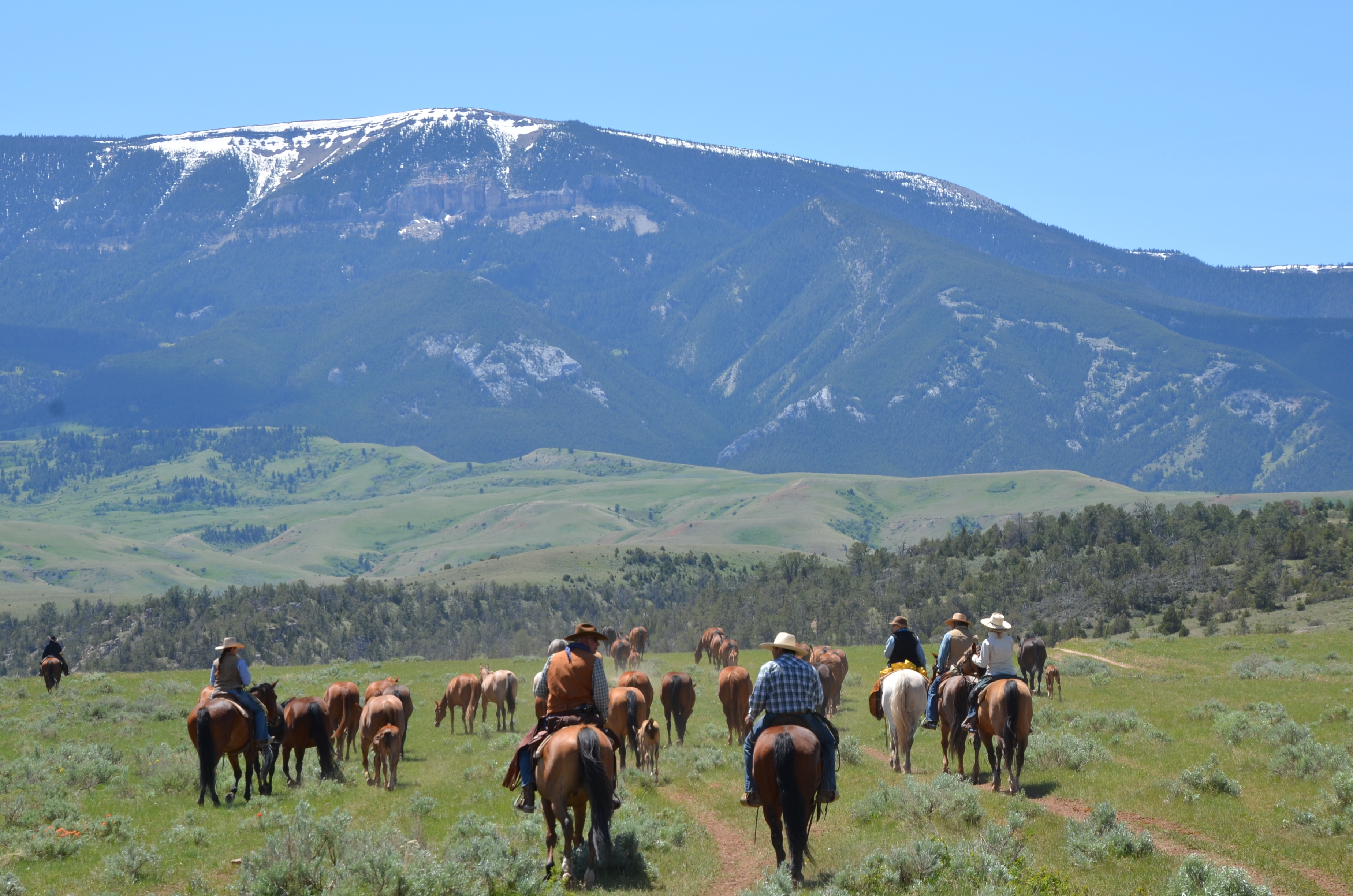 Cattle Drive | Dryhead Ranch