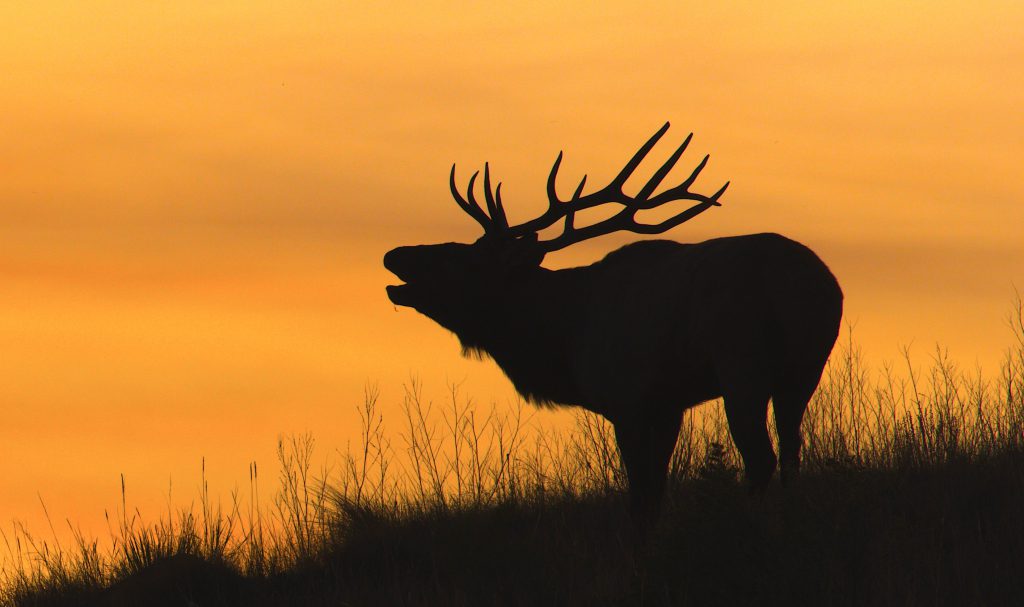 Elk | Montana