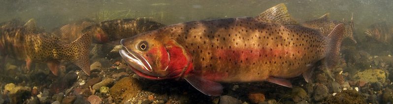 Spawning cutthroat trout, Lamar Valley; Jay Fleming; July 2011; Catalog #19585d