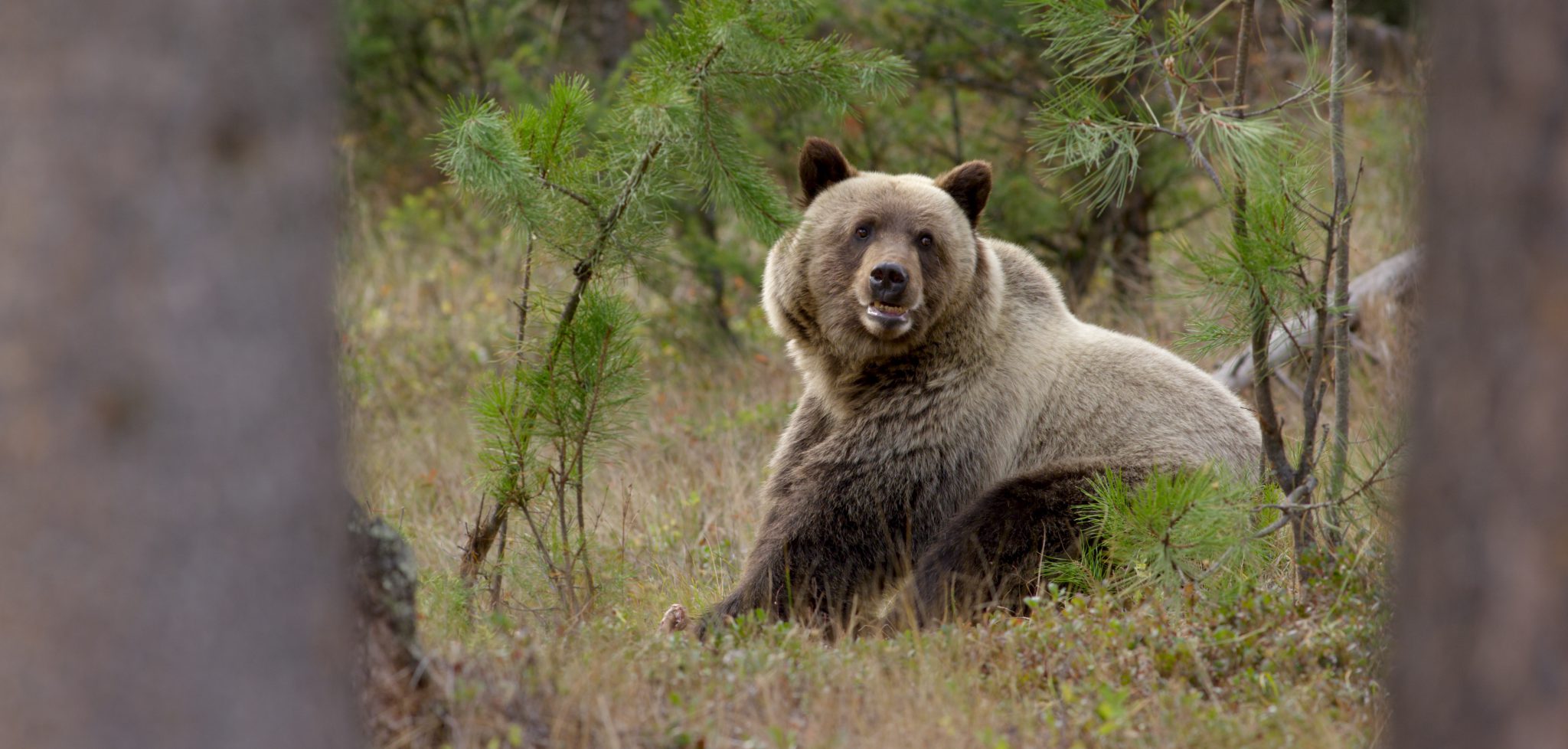 Montana Wild - Montana Dude Ranchers’ Association