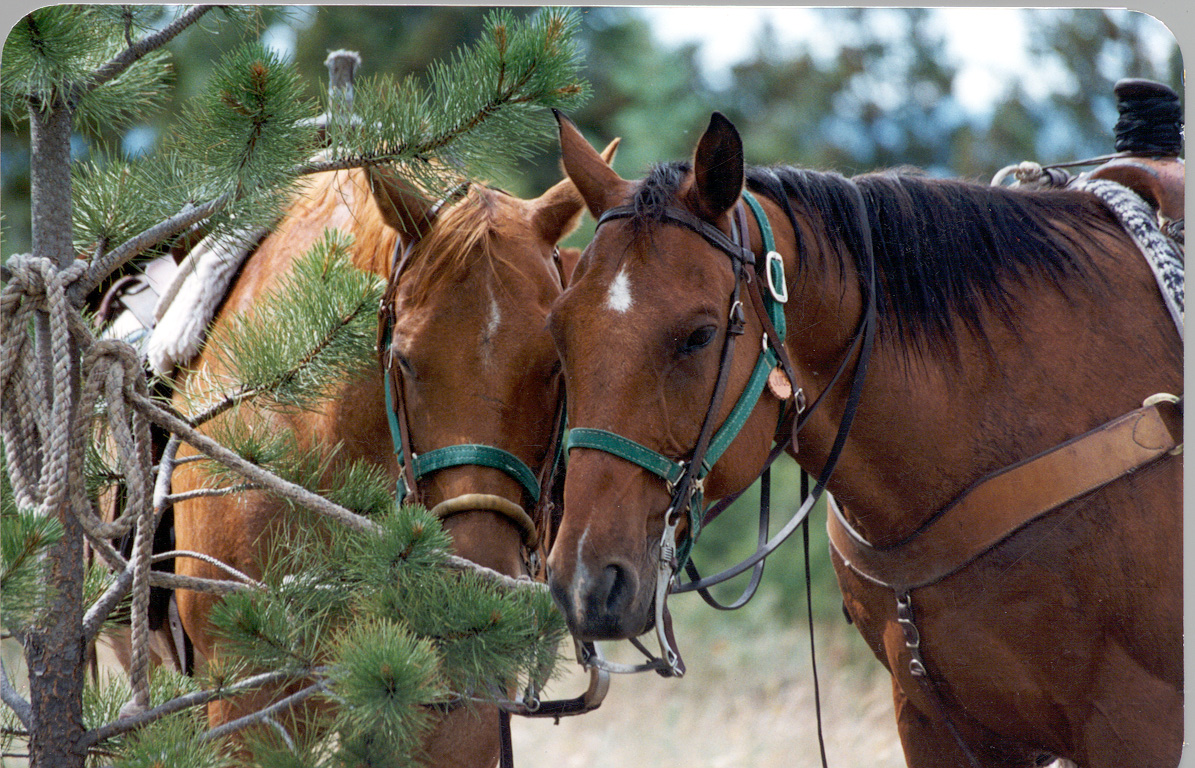 Horses 2