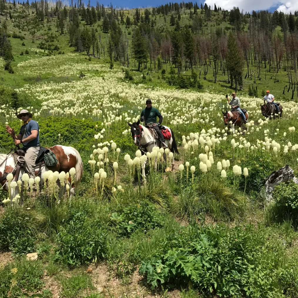 Group of four riders on horses trekking through a meadow filled with tall white puffball flowers, with a forested hillside and blue sky in the background.