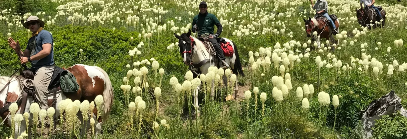 Group of four riders on horses trekking through a meadow filled with tall white puffball flowers, with a forested hillside and blue sky in the background.
