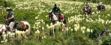 Group of four riders on horses trekking through a meadow filled with tall white puffball flowers, with a forested hillside and blue sky in the background.